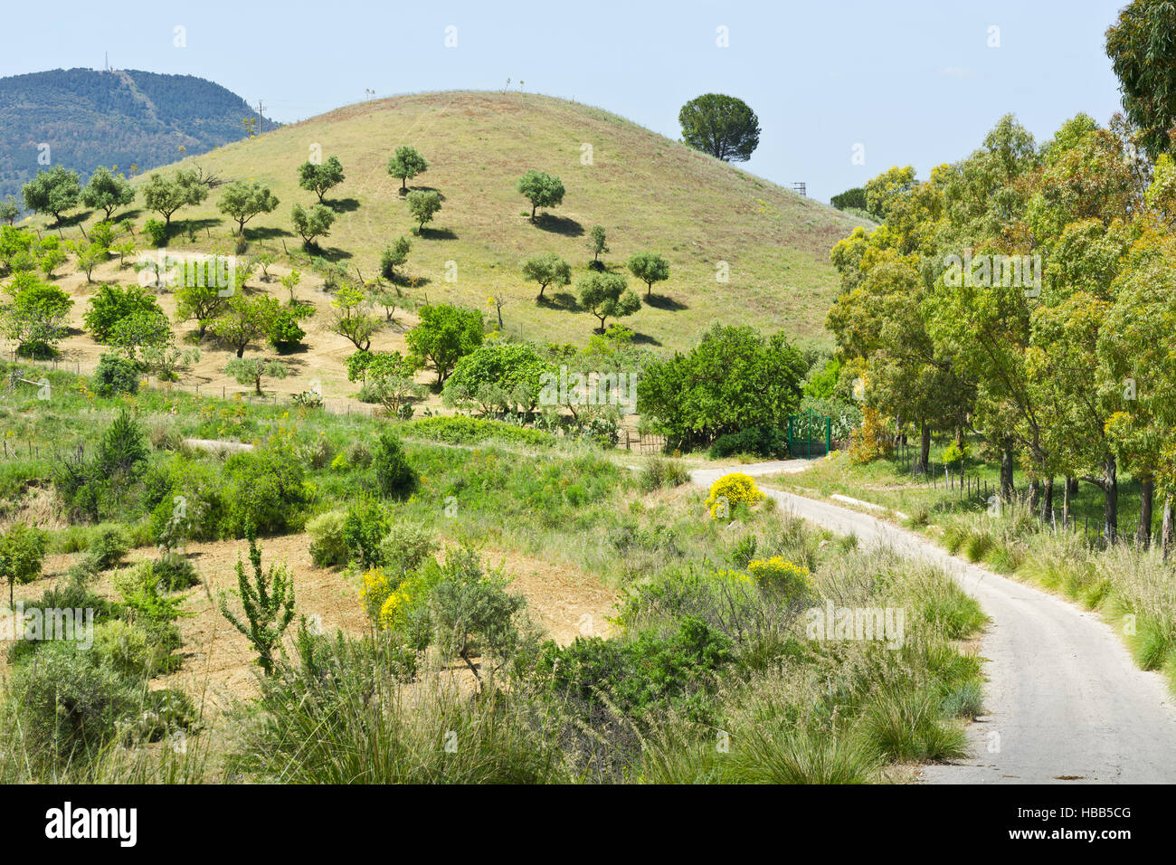 Hill avec des oliviers Banque D'Images