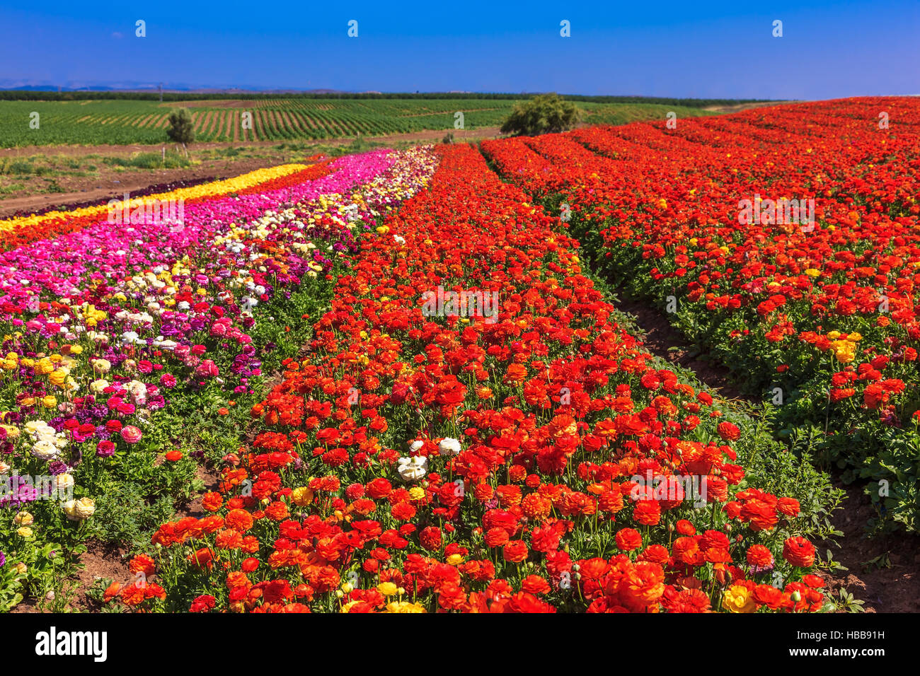 La floraison renoncules Banque D'Images