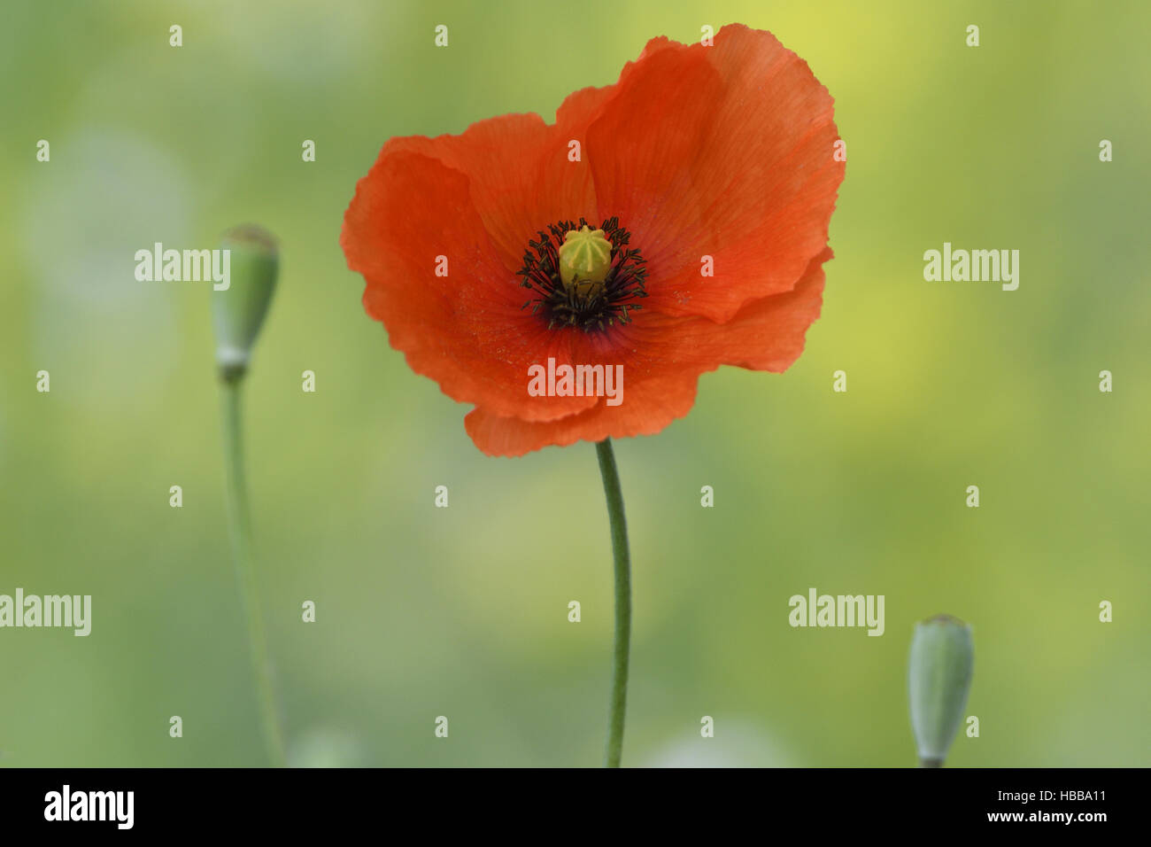 Coquelicot Banque D'Images