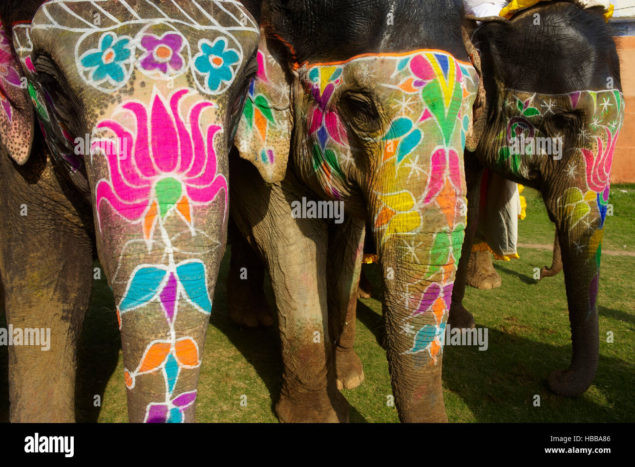 Inde, Rajasthan, Jaipur, le festival des éléphants qui se deroule lors de la fête de Holi. // L'Inde, Rajasthan, Jaipur, le festival de l'éléphant. Banque D'Images