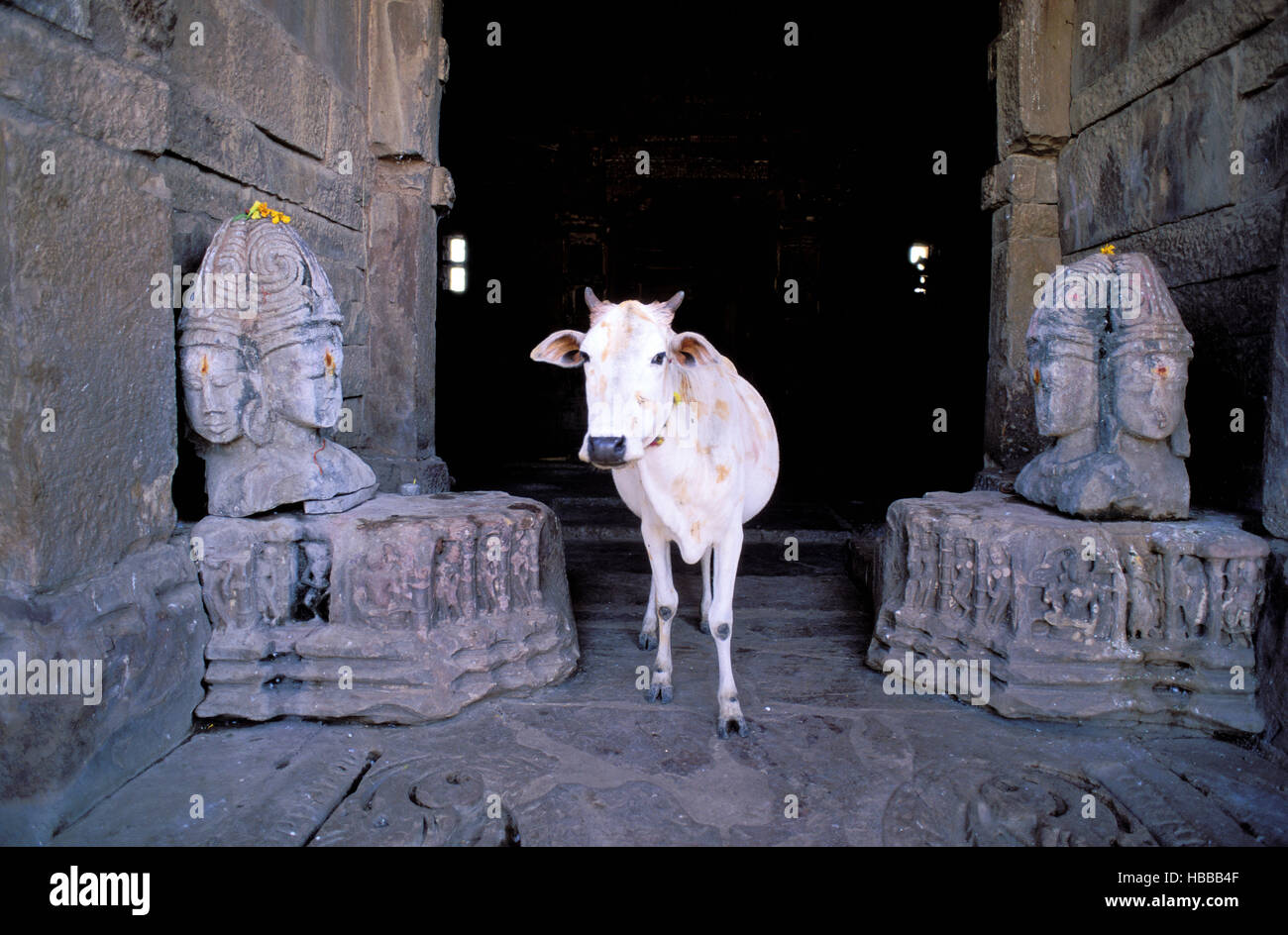 Inde. Le Rajasthan. Bijolia. Temple hindou du 12 é siécle é et 13. Vache sacré. // L'Inde. Le Rajasthan. Bijolia. Temple Hindou du 12e et 13e siècle. S Banque D'Images