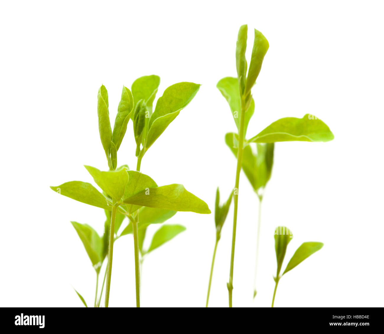 Pois de nouvelles plantes isolé sur fond blanc Banque D'Images