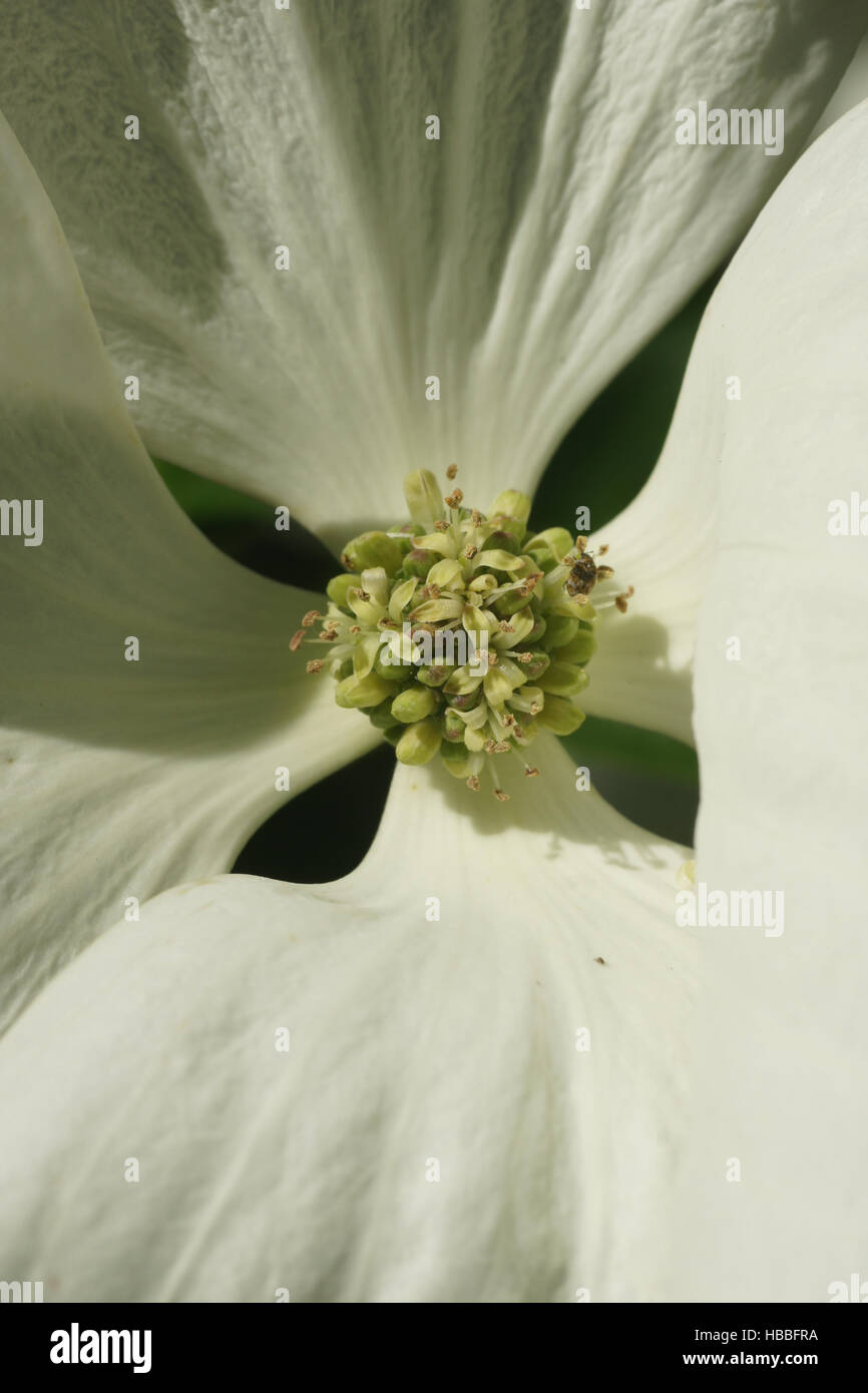 Le cornouiller de Vénus, le cornouiller fleuri Banque D'Images