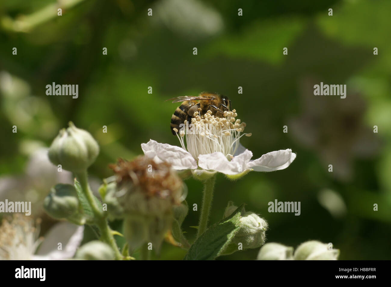 Rubus fruticosus, Blackberry, fleur avec bee Banque D'Images