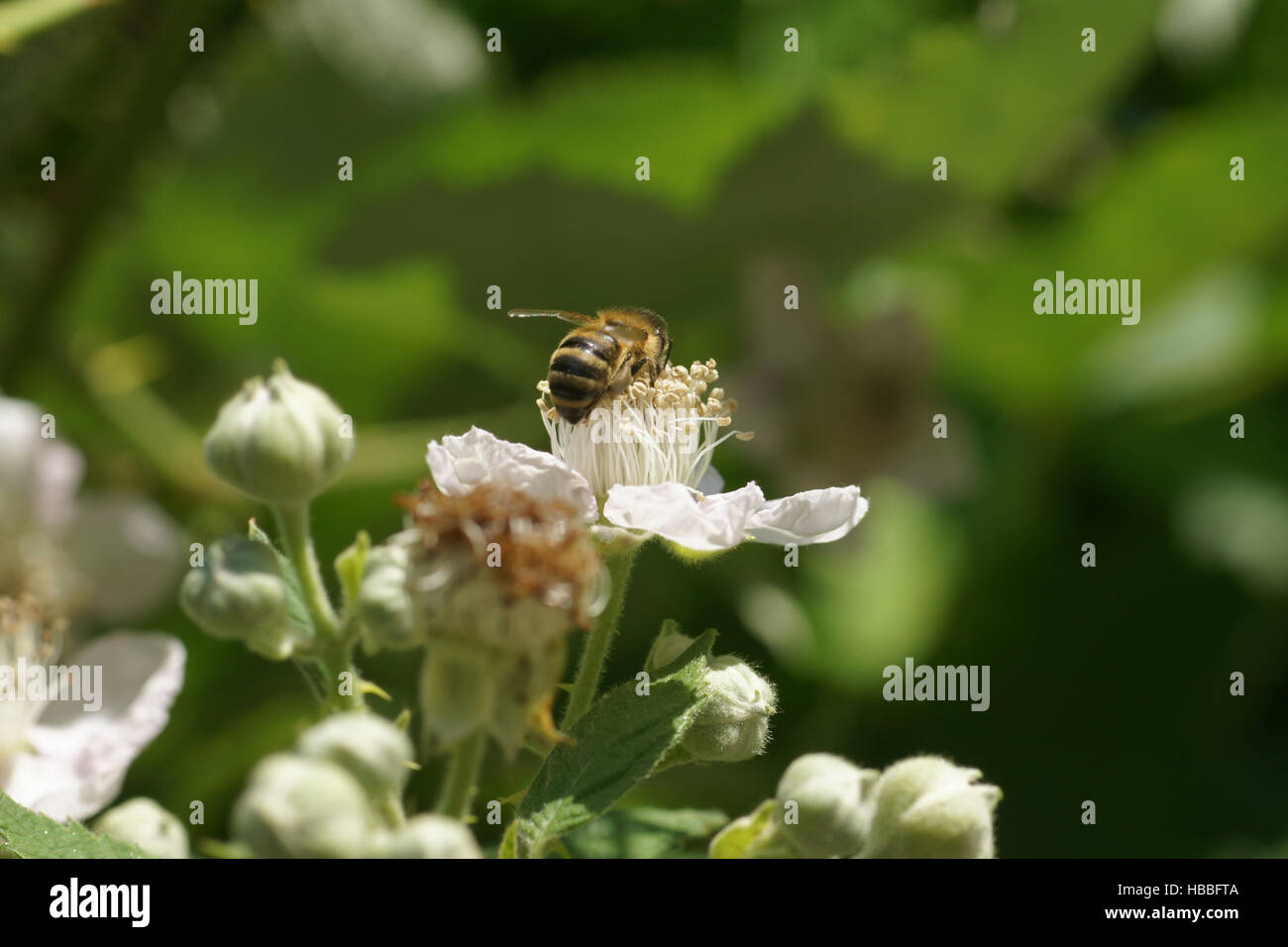 Rubus fruticosus, Blackberry, fleur avec bee Banque D'Images