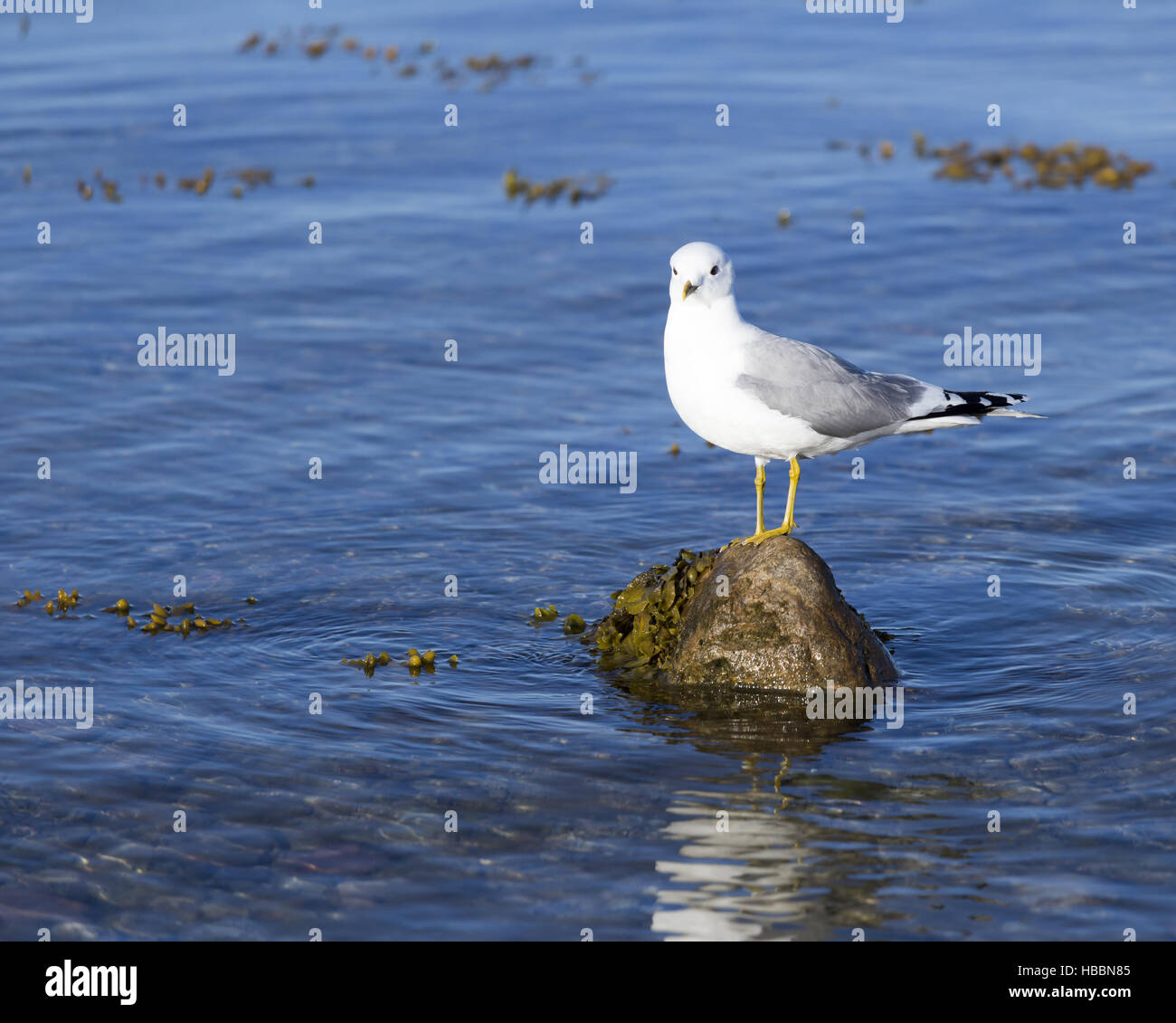 Une mouette debout sur une pierre Banque D'Images