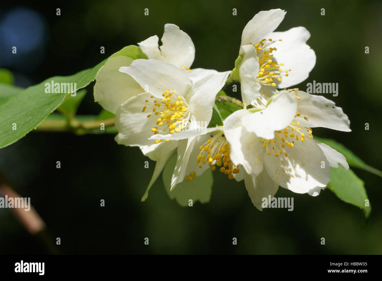 Philadelphus coronarius, Sweet orange maquette Banque D'Images
