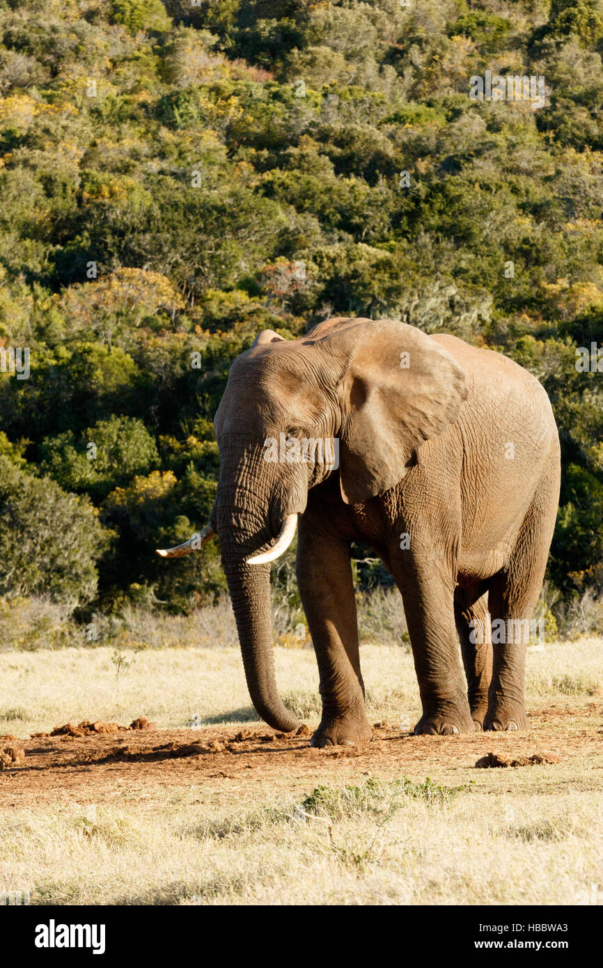 J'ai besoin d'eau - African Bush Elephant Banque D'Images