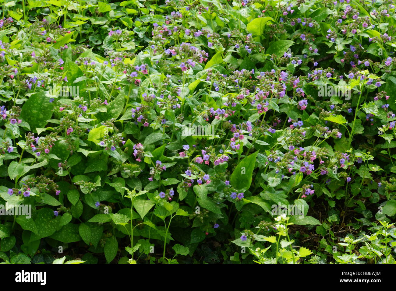 Pulmonaire officinale (Pulmonaria officinalis commune) Banque D'Images