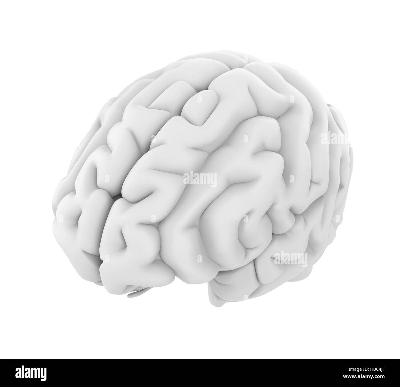 L'anatomie du cerveau humain Banque D'Images