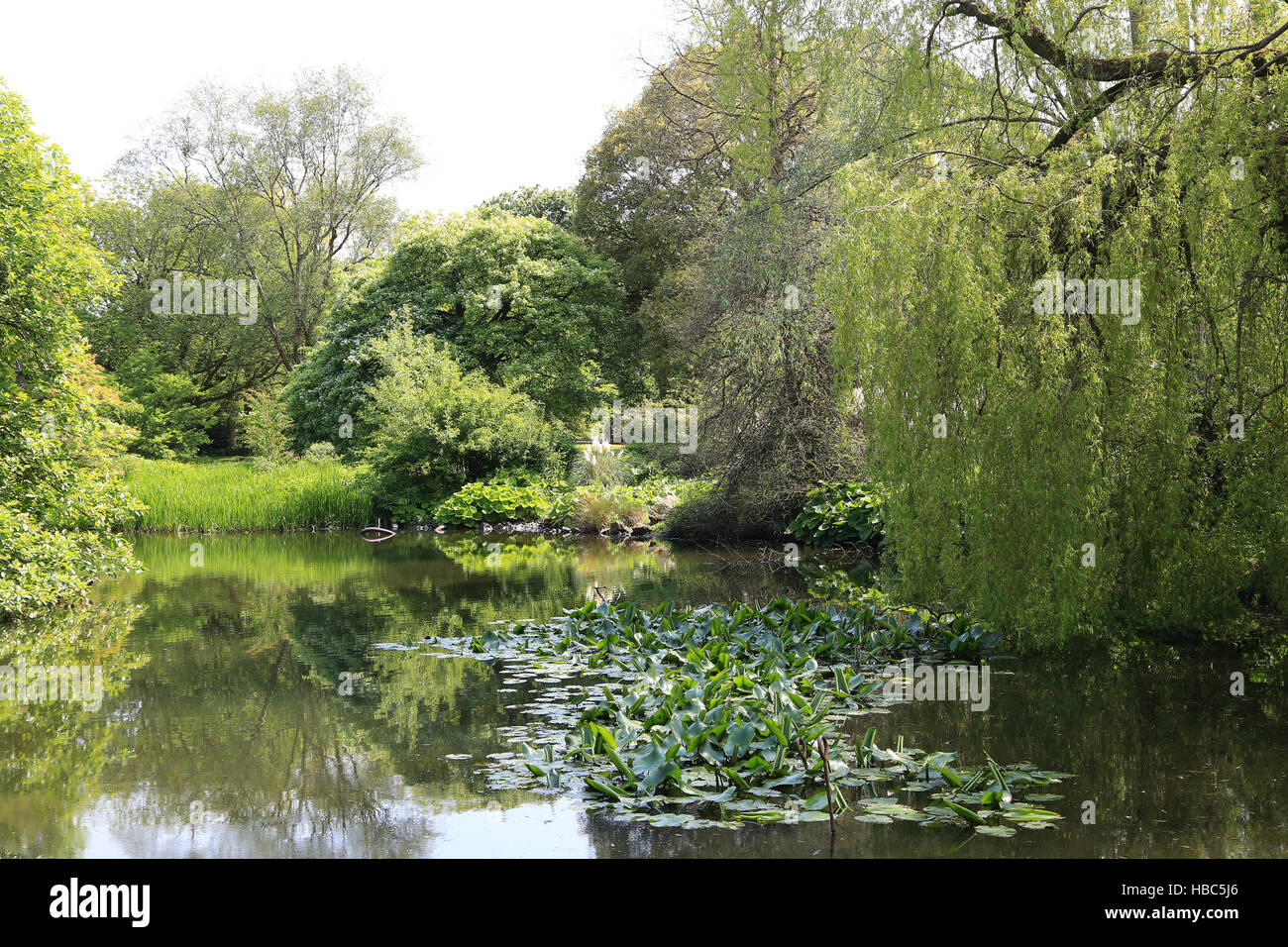 Edimbourg, Royal Botanic Garden, étang Banque D'Images