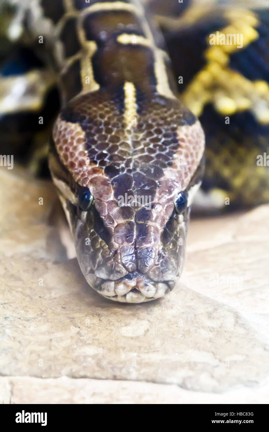 Photo de tête python close up en plein visage Banque D'Images