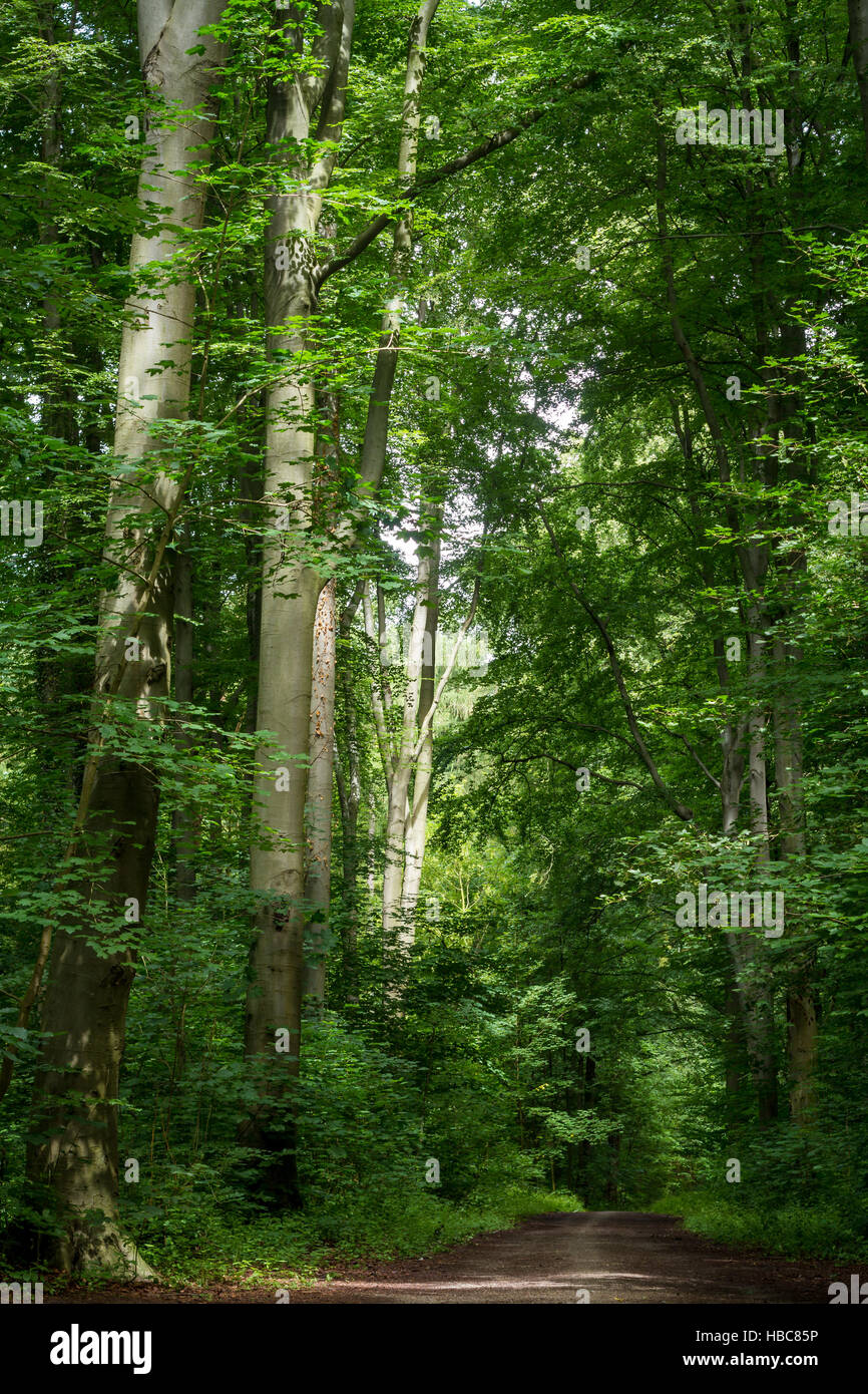 Promenade dans les bois Banque D'Images