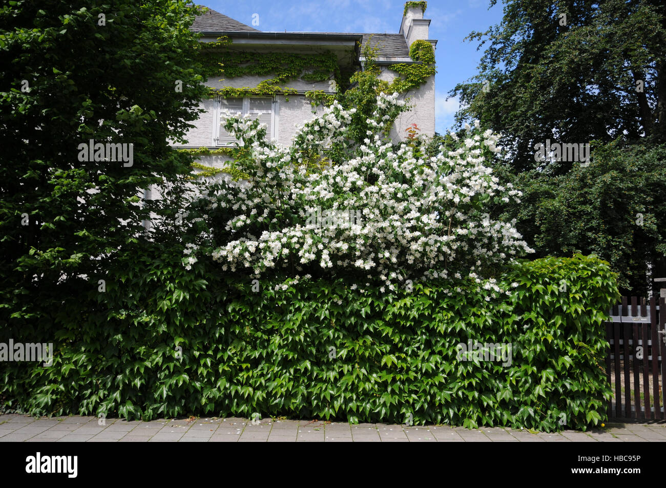 Philadelphus coronarius, Sweet orange maquette Banque D'Images