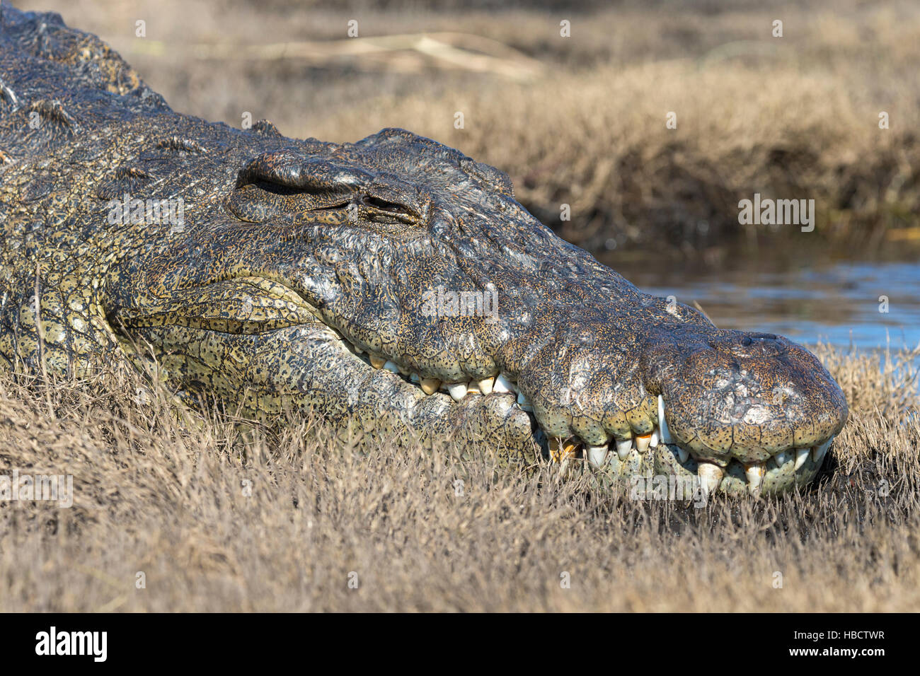 Le crocodile du Nil (Crocodylus niloticus), rivière Chobe, au Botswana Banque D'Images