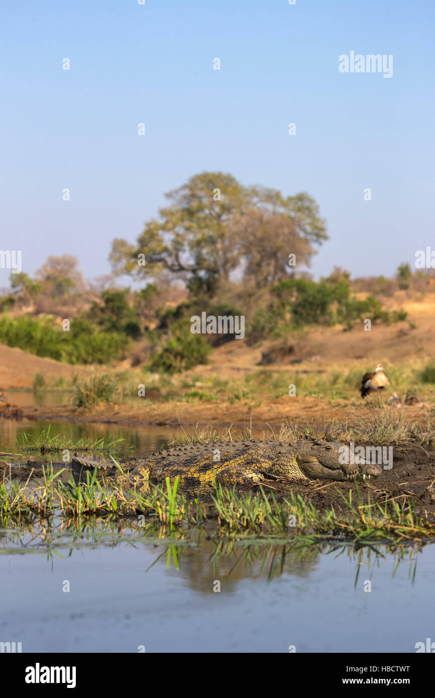 Le crocodile du Nil (Crocodylus niloticus), Kruger National Park, Afrique du Sud Banque D'Images