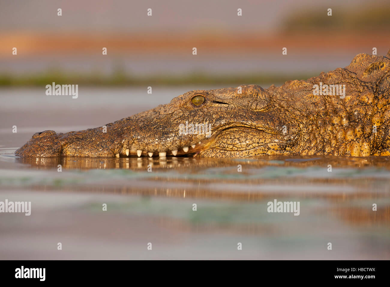 Le crocodile du Nil (Crocodylus niloticus), Zimanga Private Game Reserve, KwaZulu-Natal, Afrique du Sud Banque D'Images