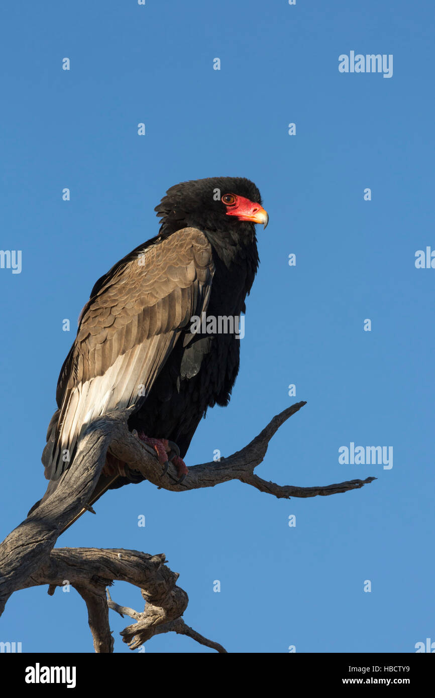 Bateleur (Terathopious ecaudatus) féminin, Kgalagadi Transfrontier Park, Afrique du Sud Banque D'Images