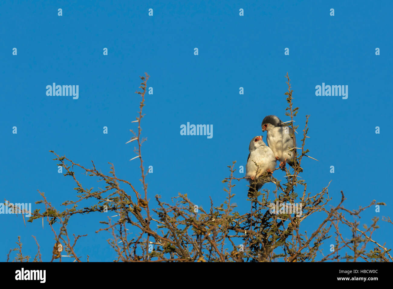 Polihierax semitorquatus Pygmy falcon (paire), Kgalagadi transfrontier Park, Afrique du Sud Banque D'Images
