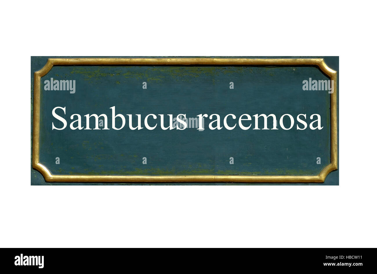 Shield Sambucus racemosa Banque D'Images