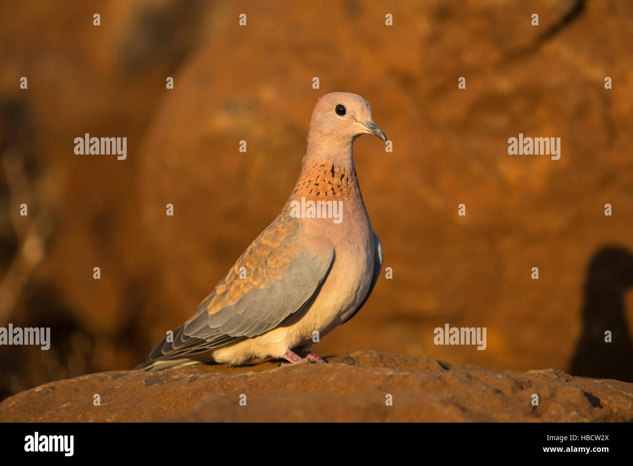 Laughing dove (Streptopelia senegalensis), Zimanga Private Game Reserve, KwaZulu-Natal, Afrique du Sud Banque D'Images