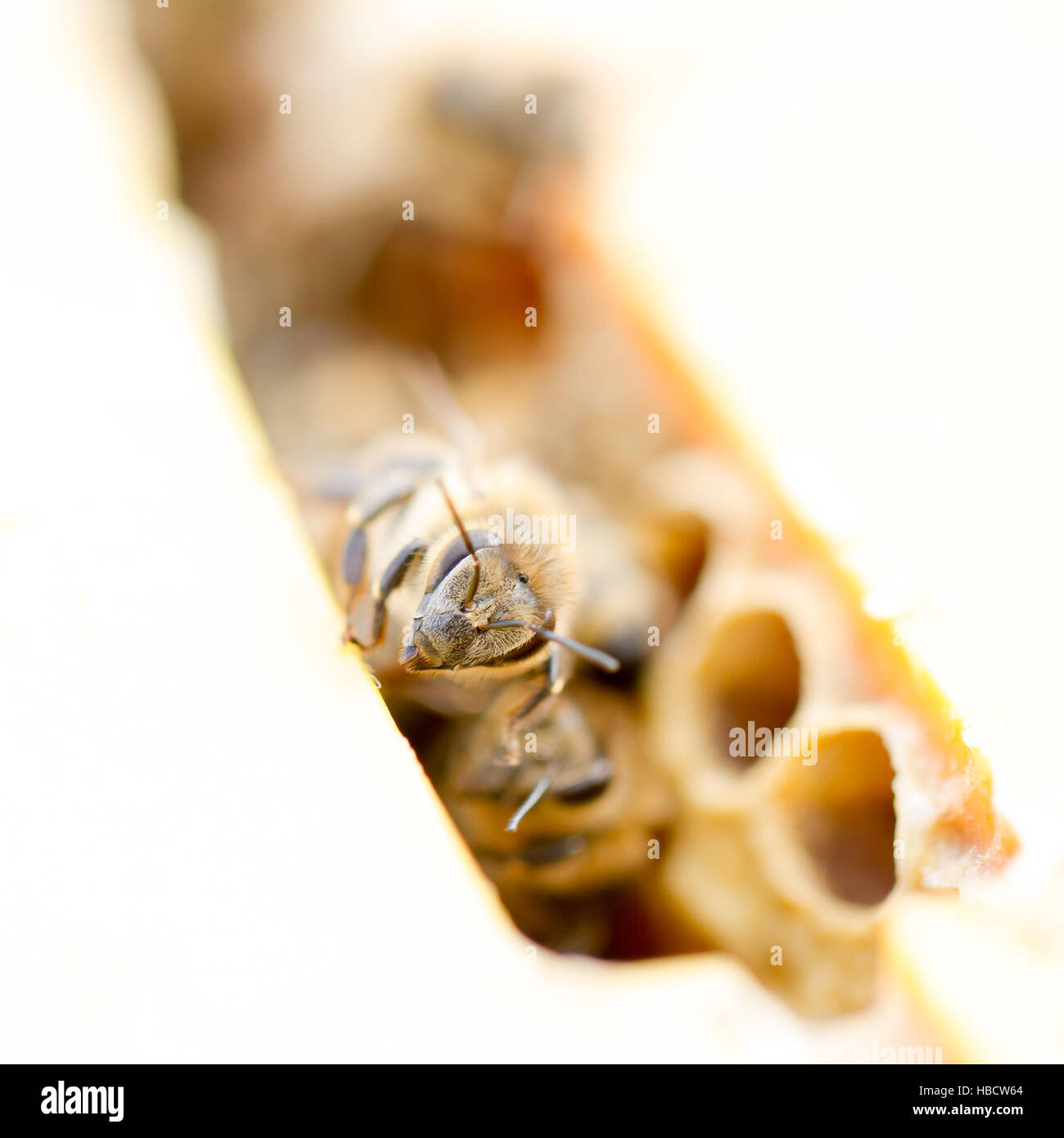 Abeille Banque D'Images