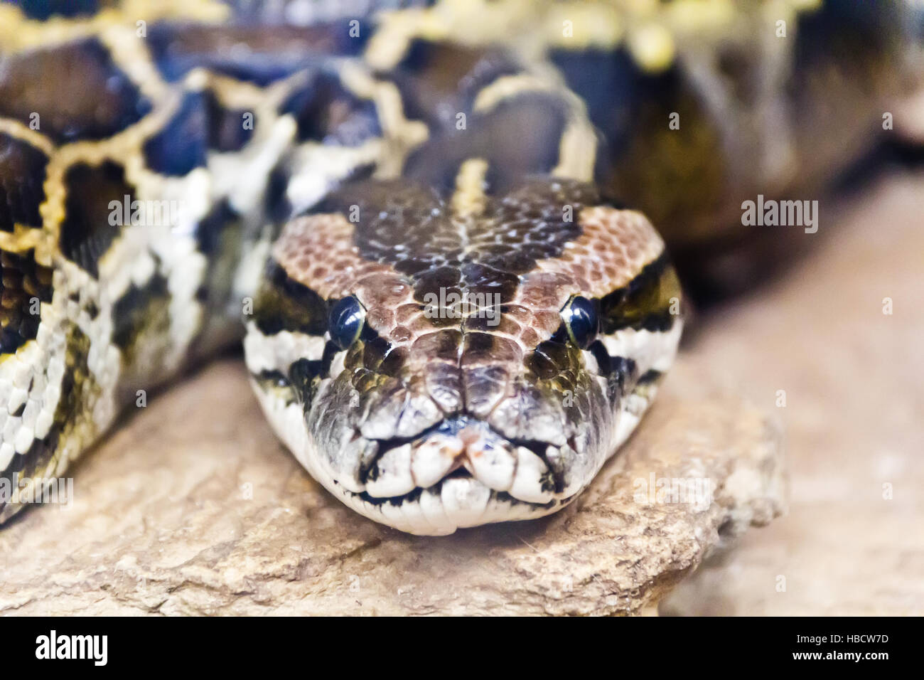 Photo de tête python close up en plein visage Banque D'Images