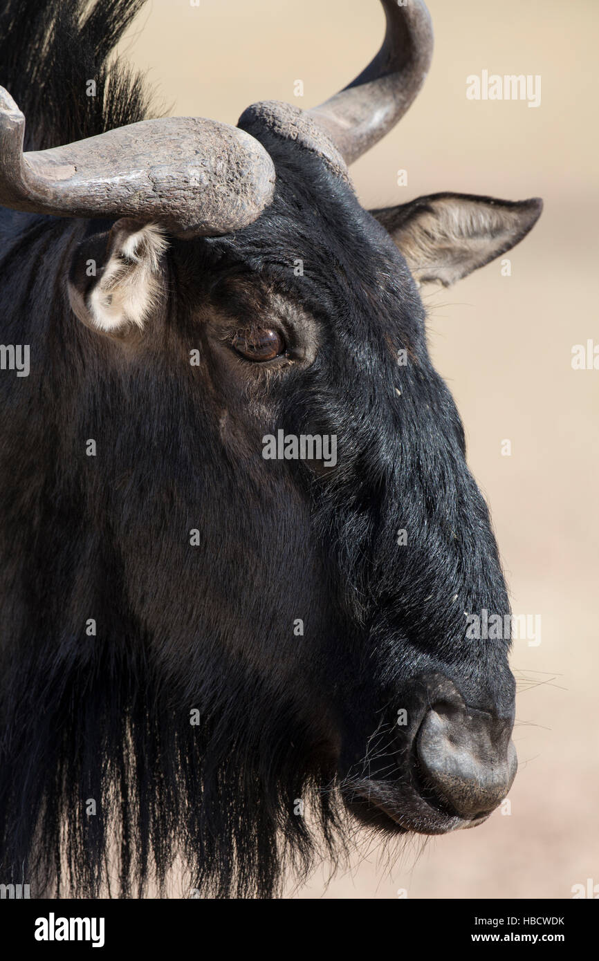 (Commun) (gnu Gnou bleu (Connochaetes taurinus)), Kgalagadi transfrontier Park, Afrique du Sud Banque D'Images