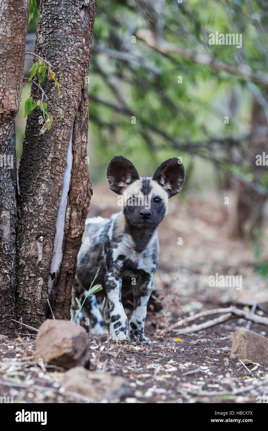 Chien sauvage d'Afrique (pup Lycaon pictus), Zimanga Private Game Reserve, KwaZulu-Natal, Afrique du Sud Banque D'Images