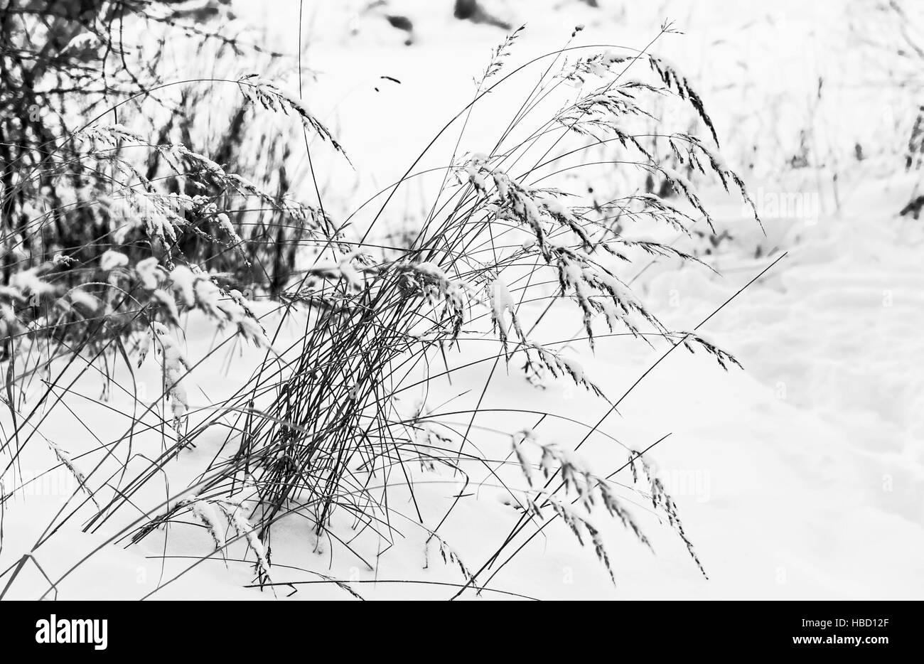 De l'herbe sèche dans la forêt enneigée au jour d'hiver, en noir et blanc Banque D'Images