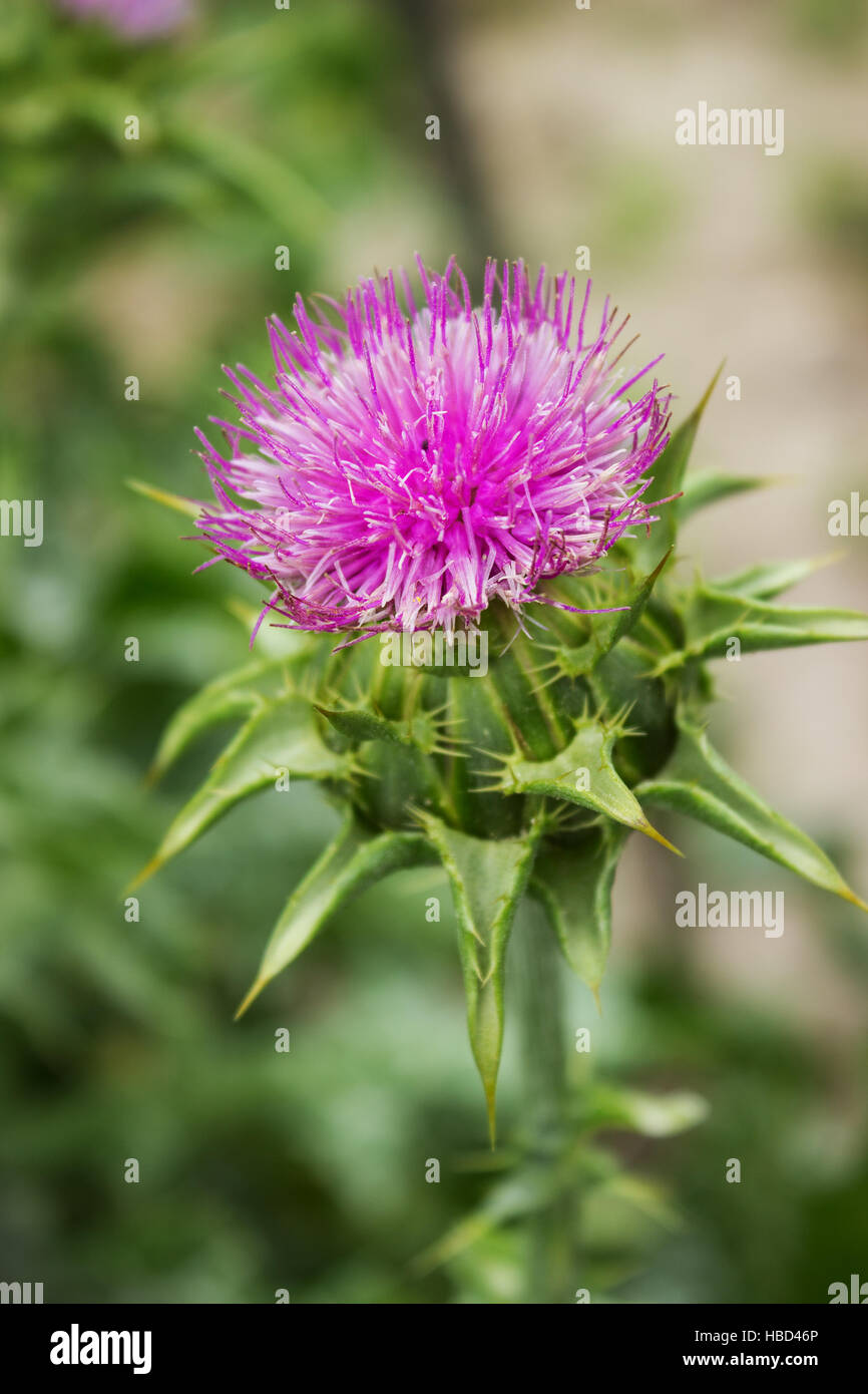 Fleur de plante épineuse silybum marianum Banque D'Images