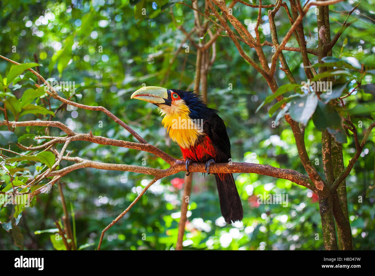 Oiseau avec un bec énorme Banque D'Images