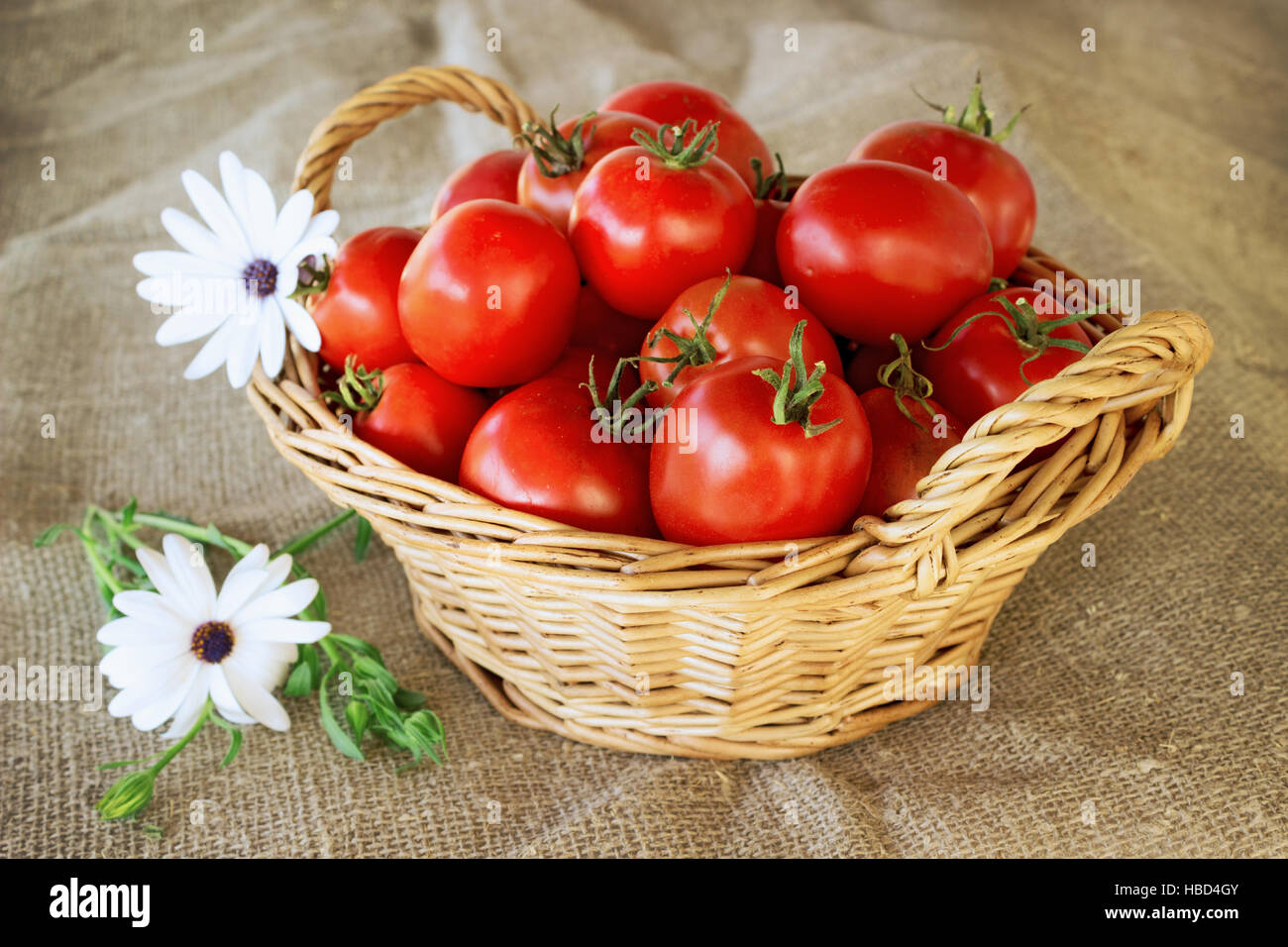 La vie encore d'un panier de tomates Banque D'Images