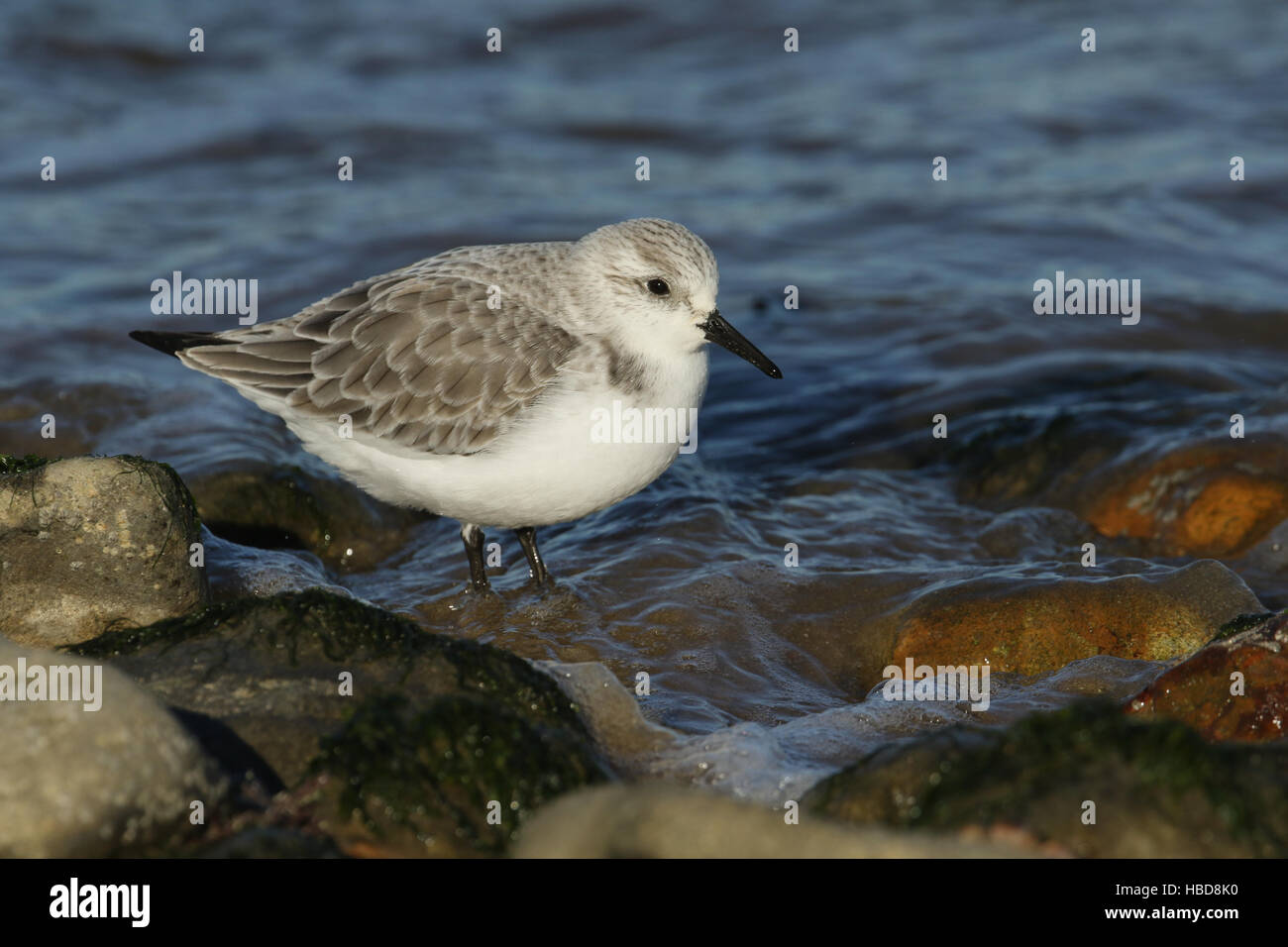 Bécasseau sanderling (Calidris alba) la recherche autour de la rock pools pour la nourriture. Banque D'Images