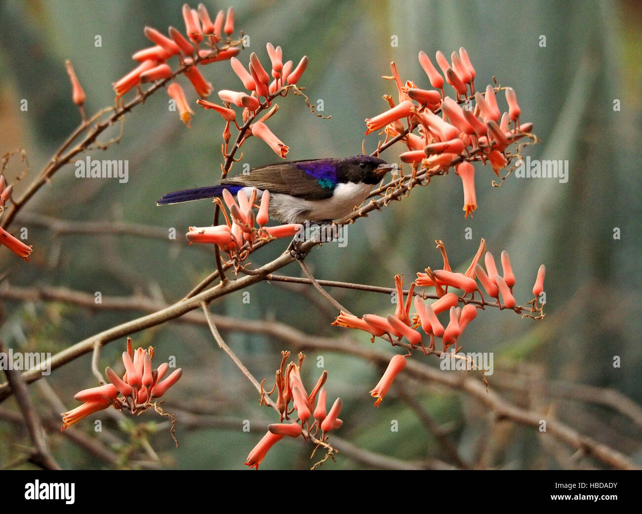 Violet de l'Est (Sunbird Anthreptes adossés à des orientalis) se nourrissant de fleurs d'espèces d'Aloès au lac Baringo au Kenya Rift Valley Banque D'Images