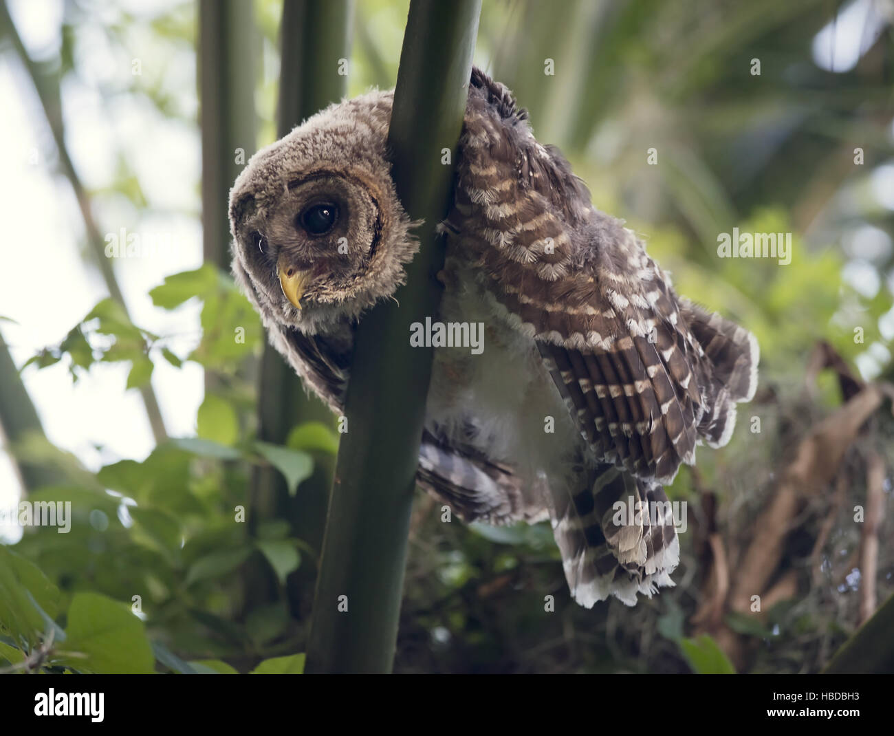 Jeune Chouette rayée Banque D'Images