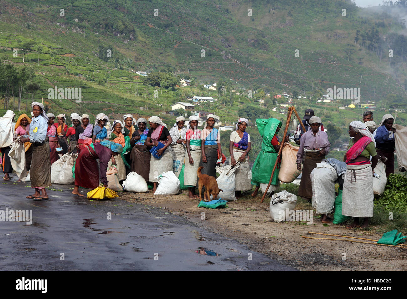 Les femmes vendent les feuilles de thé récoltées sur le Sri Lanka. Banque D'Images