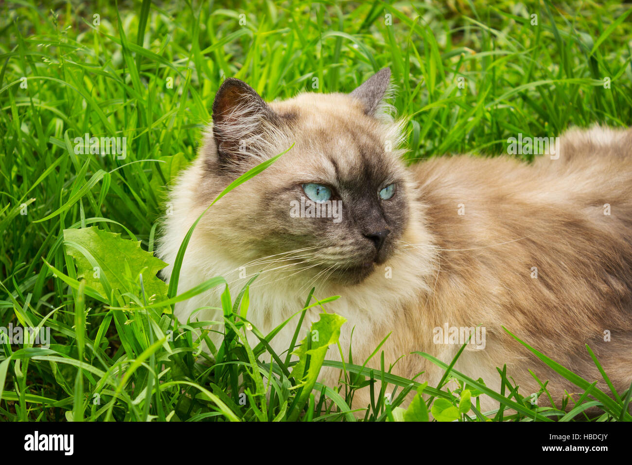 Chat aux yeux bleus se trouve dans l'herbe Banque D'Images