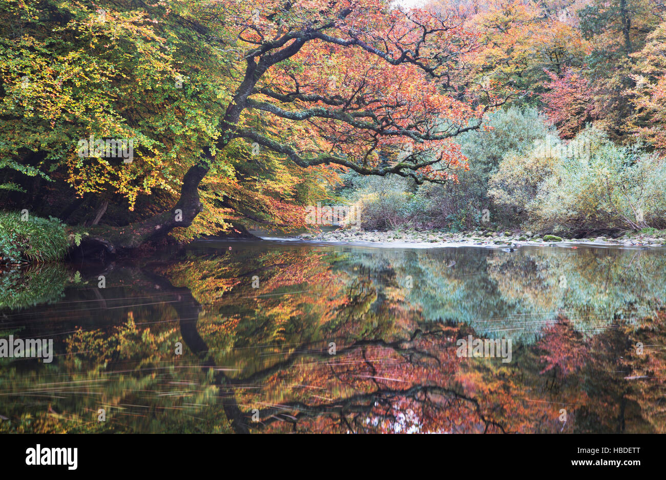 La rivière Dart passant par Hembury Bois dans le Devon, Royaume-Uni, aux couleurs de l'automne sur les arbres Banque D'Images