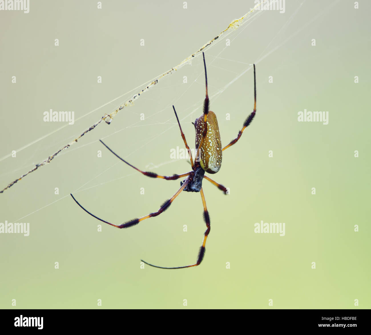 Golden Orb Weaver Spider Silk Banque D'Images