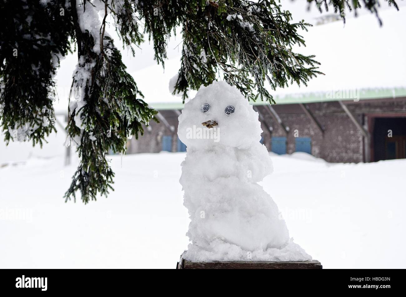 Plaisir d'hiver dans la neige et sous un arbre Banque D'Images