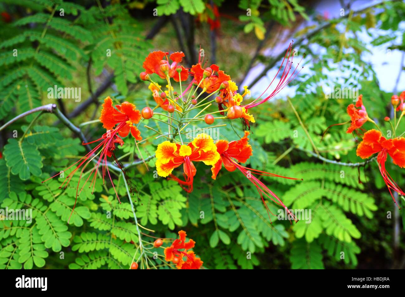 Caesalpinia pulcherrima orange et jaune fleurs, une plante tropicale a également appelé Poinciana Banque D'Images