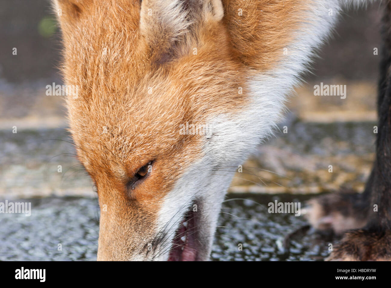 Red Fox close up of head Banque D'Images