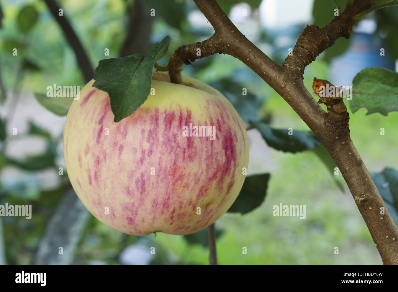 Shiny pink apple sur une branche Banque D'Images