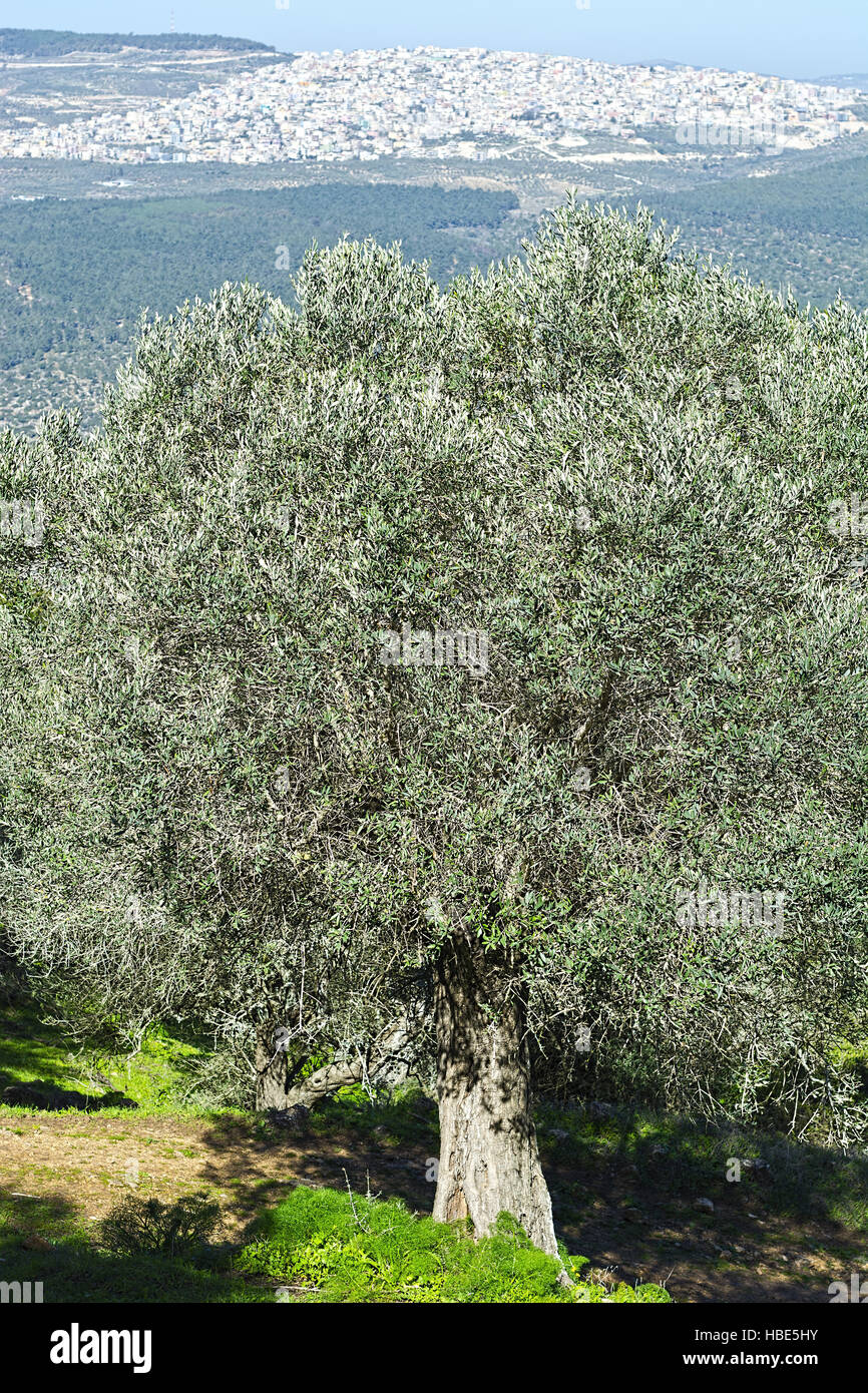 Vieil Olivier Banque D'Images