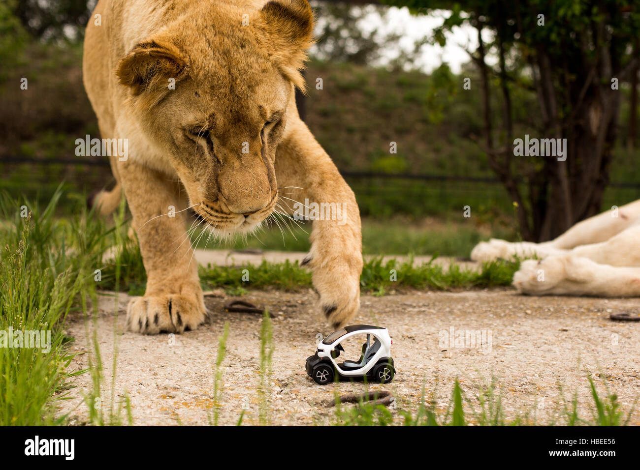 Des images uniques : lion jouant avec un petit modèle de voiture Renault twizy dans Safari park Banque D'Images