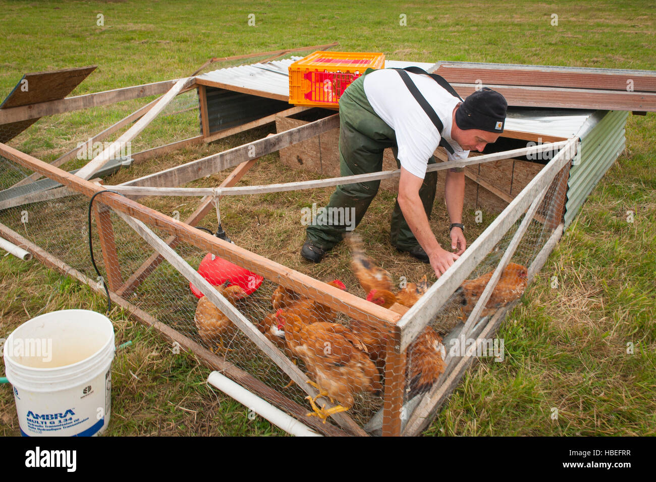 Transformation du poulet à la main du patrimoine.Les jeunes agriculteurs et tuer les poulets robe à leur ferme biologique. Banque D'Images