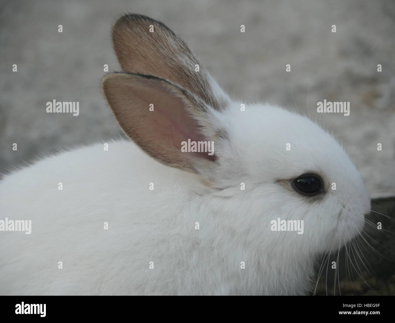 Joli lapin blanc avec de longues oreilles Banque D'Images