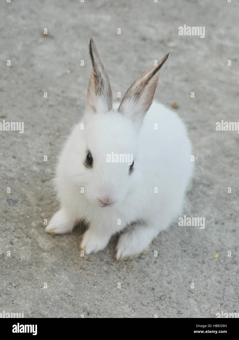Joli lapin blanc avec de longues oreilles Banque D'Images