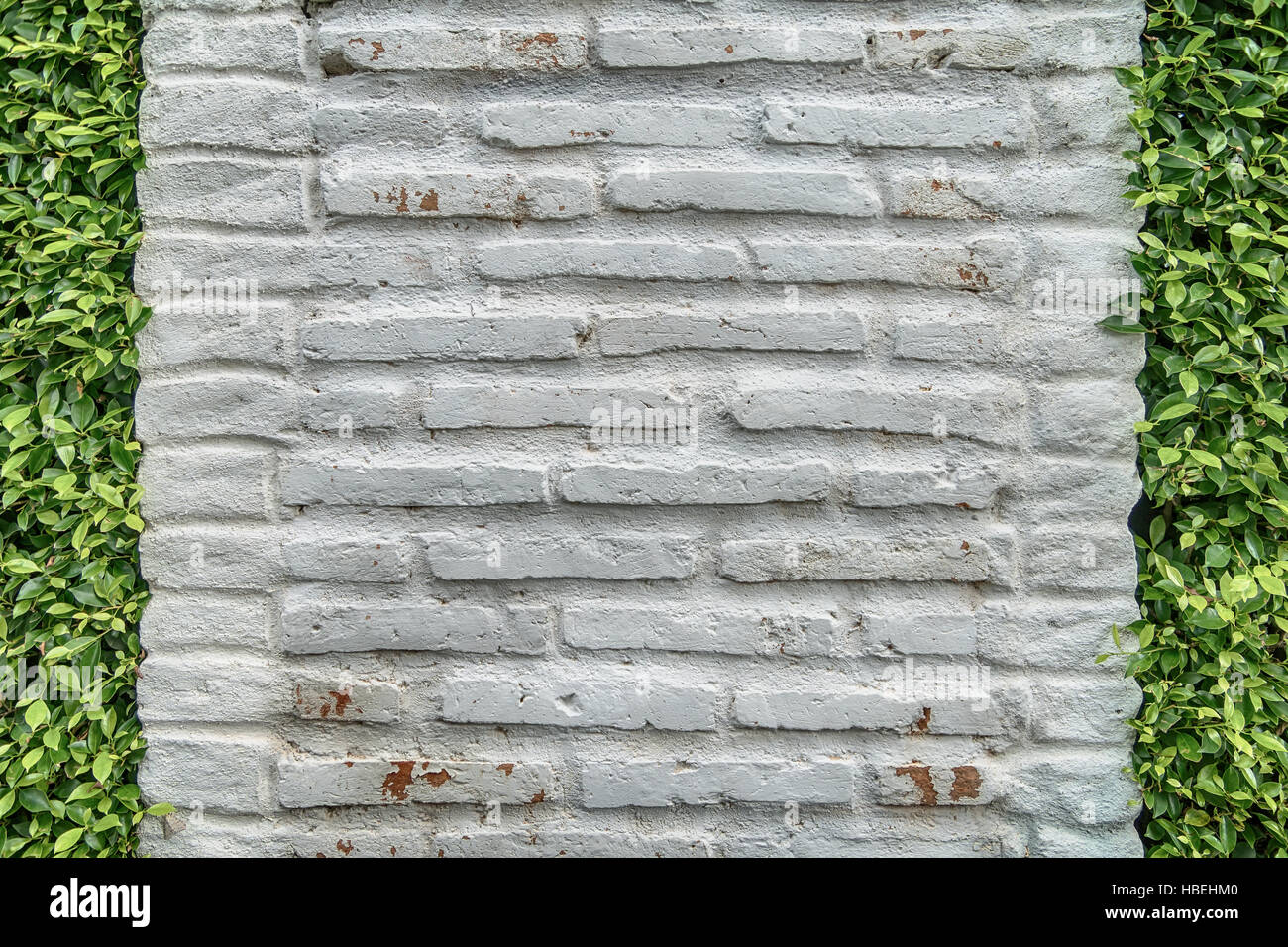 Plante rampante vert sur mur blanc Banque D'Images